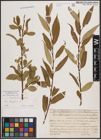 Foto von Salix fragilis L.